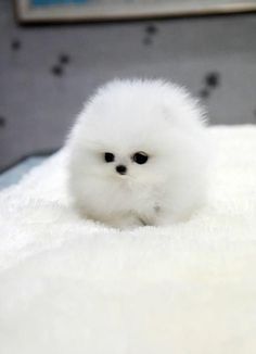 a small white dog sitting on top of a bed next to a cell phone screen