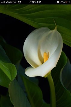 a white flower with green leaves around it