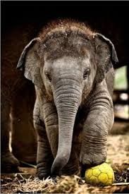 an elephant standing next to a yellow ball