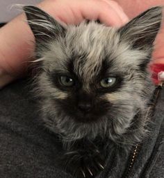 a cat that is sitting on someone's lap