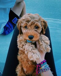 a small brown dog sitting on top of a person's lap