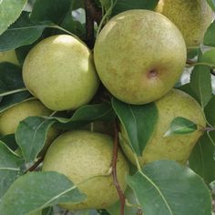 some green apples hanging from a tree with leaves