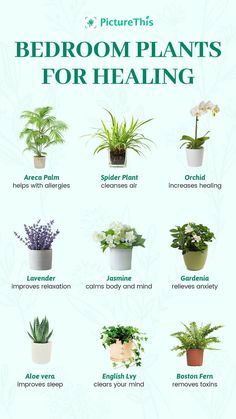 a poster with different types of plants in it