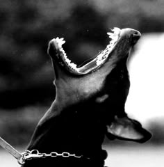 a black and white photo of a dog's mouth with chains around its neck