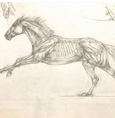 a drawing of a running horse with skeleton parts on it's back legs and neck