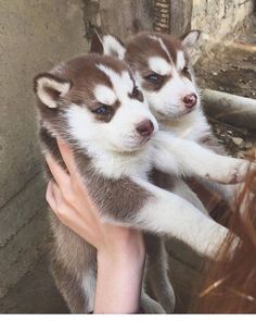 two husky puppies are being held by a woman