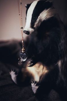 a badger standing on its hind legs with a necklace hanging from it's mouth