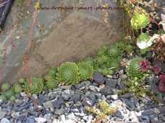 some green plants and rocks in a garden