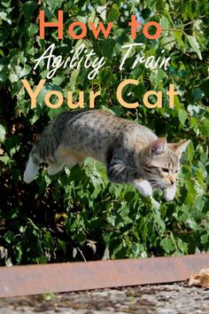 a cat that is jumping in the air over some leaves and bushes with text reading how to agility train your cat