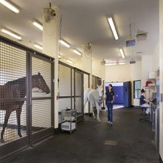 two people are walking in an enclosed area with horses