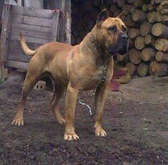 a large brown dog standing next to a pile of wood