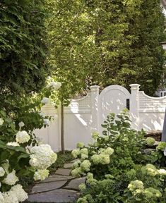 a garden with white hydrangeas and green plants next to a fenced in area