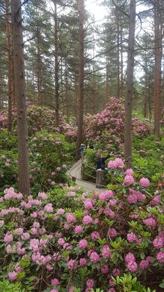 pink flowers are blooming in the woods on a path between two people sitting at a bench