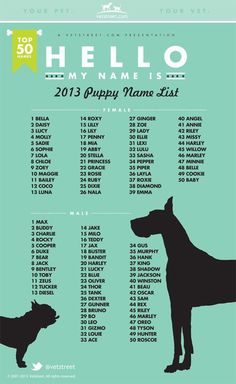 top name Top Dog Names, Dog Things, Boxer Puppy, Puppy Names, Name List