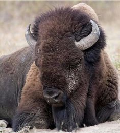 an adult bison laying down in the dirt