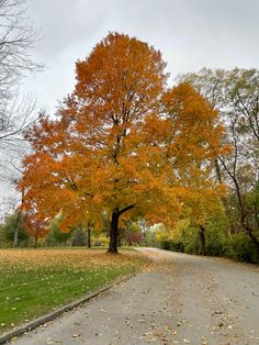 a tree with orange and yellow leaves on the side of a road next to grass