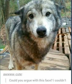 a close up of a dog on a wooden platform