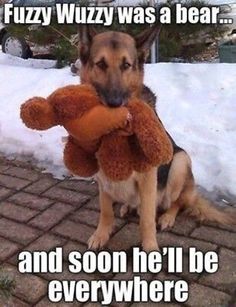 a german shepherd dog holding a teddy bear in its mouth and caption that says, fuzzy wuzzy was a bear and soon he'll be everywhere