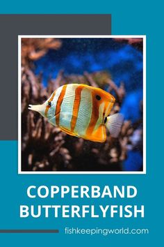 an orange and white striped fish with the words copperband butterflyfish