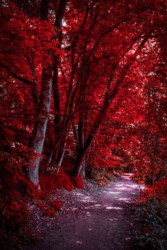 a path in the middle of a forest with red trees and leaves on both sides