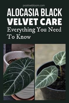 Alocasia Black Velvet Care: Everything You Need To Know Black Velvet Plant Care, Black Alocasia, Gothic Garden Ideas