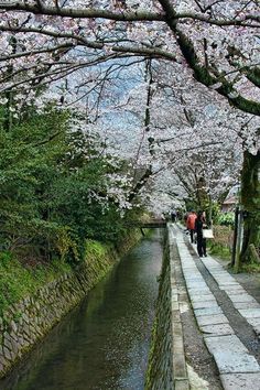 people are walking down the path next to some water and trees with pink flowers on them