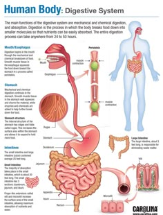 the human body digest diagram with organs and their major functions, including an organ system