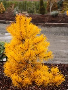 a small yellow tree sitting in the middle of a garden