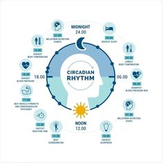 Circadian rhythm refers to physical, mental and behavioral changes that occur in most organisms over a 24-hour cycle, primarily regulated by light or darkness. Sleep Phases, Too Much Estrogen, Ayurvedic Healing, How To Regulate Hormones, Shift Work, Sleep Cycle, Jet Lag, Central Nervous System, Circadian Rhythm