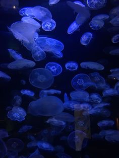 many blue jellyfish are floating in the dark water at the aquarium, and it looks like they're swimming