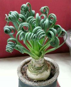 a potted plant with green spirals in it