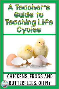 a teacher's guide to teaching life cycles chickens, frogs and butterflies, oh my