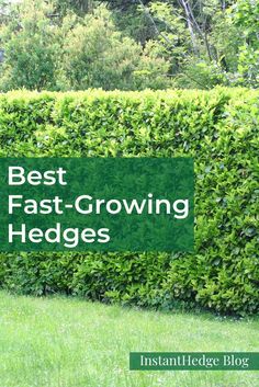 a hedge with the words best fast growing hedges