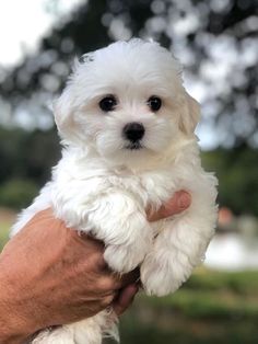 a person holding a small white dog in their hand