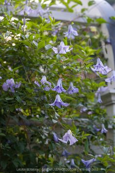 purple flowers growing on the side of a white fence