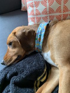 a brown dog laying on top of a couch next to a blue blanket and pillows