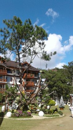 a large tree in front of a building with balconies on the roof and balcony