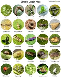 Gardeners' World 🌍 | Common garden insect pests include: | Facebook Garden Pests Identification, Tomato Hornworm, Organic Fertilizers, Flea Beetles, Organic Gardening Pest Control, Tattoo Plant, Cucumber Beetles