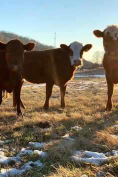 three cows are standing in the snow and looking at the camera with their ears up