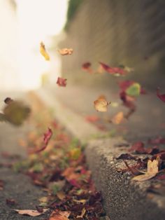 falling leaves on the side of a road