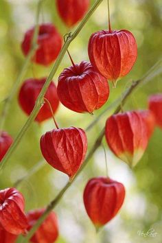 some red flowers hanging from a tree branch