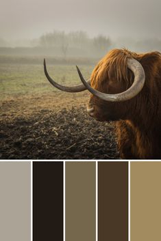 an animal with long horns standing in a field on a foggy day and color swatches