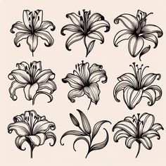 black and white drawing of flowers on a light pink background stock photo, images and royalty illustrations