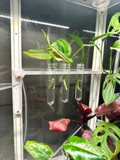 some plants are in clear glass vases on a shelf next to another plant that is hanging from the ceiling