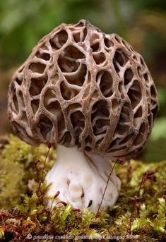 a close up of a mushroom on the ground with moss growing around it and trees in the background