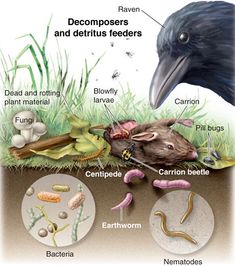 the life cycle of a mouse and other animals in an area that is covered with grass