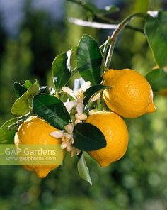 three lemons hanging from a tree with green leaves