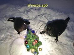 two black birds standing in the snow next to a christmas tree