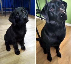 two black dogs sitting on the floor next to each other