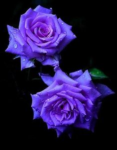 two purple roses with water droplets on them are in the dark, and one is still blooming